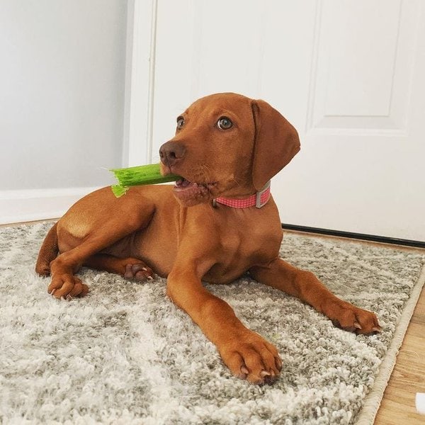 Can Dogs Eat Celery Sticks? Here Are 5 Reasons Why They Should The