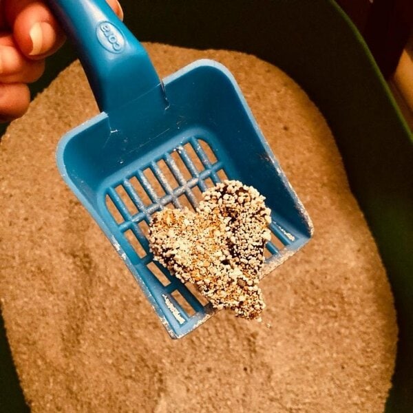 Yucks! My Dog Is Eating Cat Poop How To Stop This From Happening