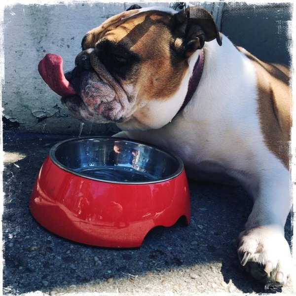 Help! My Dog Is Throwing Up Undigested Food What Should I Do? The