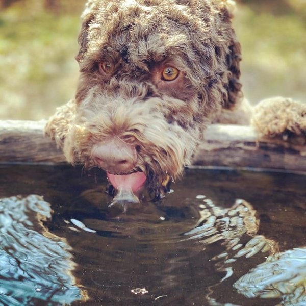 Help! My Dog Throws Up After Drinking Water Should I Be Worried