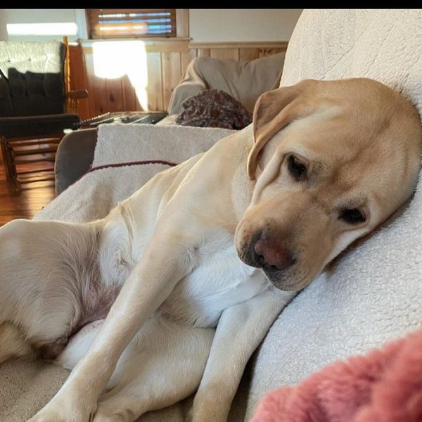 Labrador Lifespan How Long Do Labs Live On Average The Goody Pet