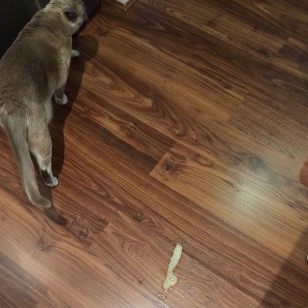 Help! My Cat Throws Up Yellow Liquid What Should I Do? The Goody Pet