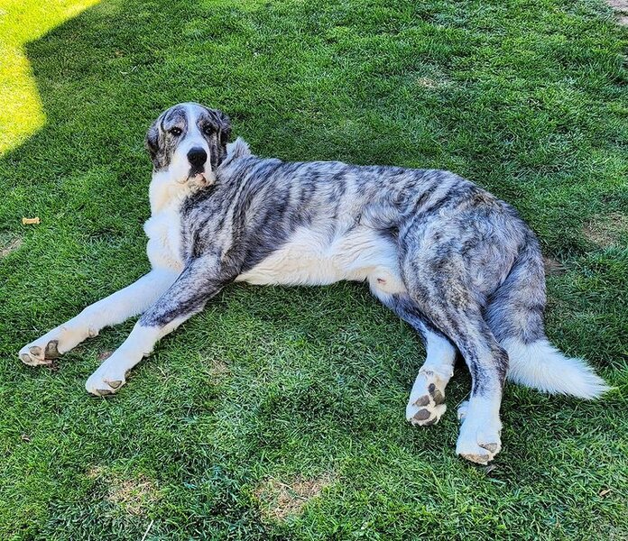 Alentejo Mastiff Your Complete Breed Guide To Rafeiro Do Alentejo