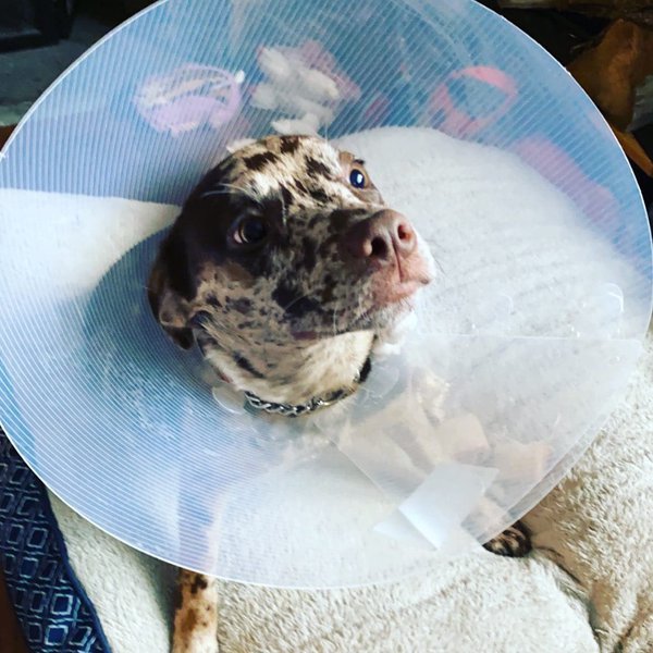 Catahoula Leopard Dog 101 Ultimate Guide + FAQs The Goody Pet