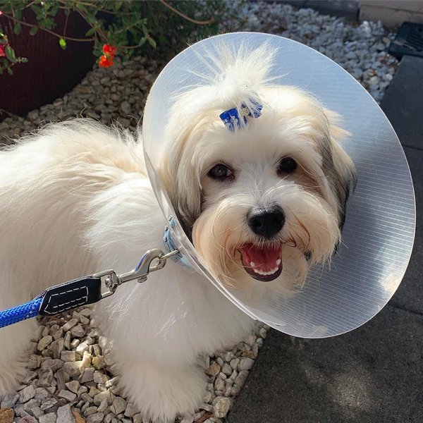 Havanese Dog 101 Ultimate Guide + FAQs The Goody Pet