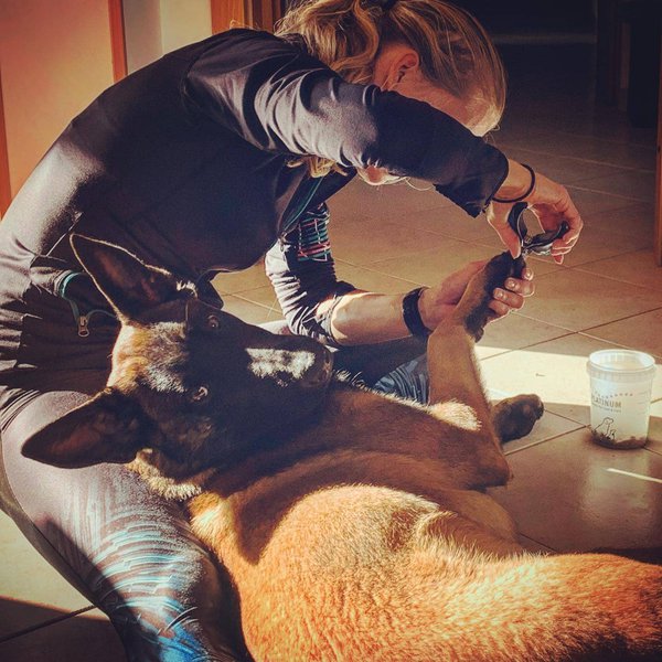 How To Safely Trim Your Dog's Nails Without Harming Its Quick The