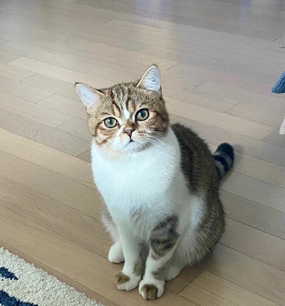 Help! My Cat Is Not Eating What Should I Do? The Goody Pet