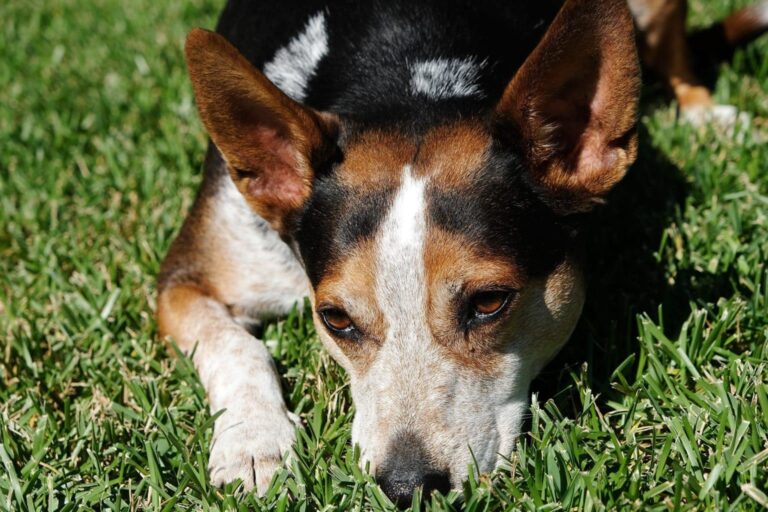 Why Do Dogs Lay In The Sun? Understanding The Secret Behind Sunbathing