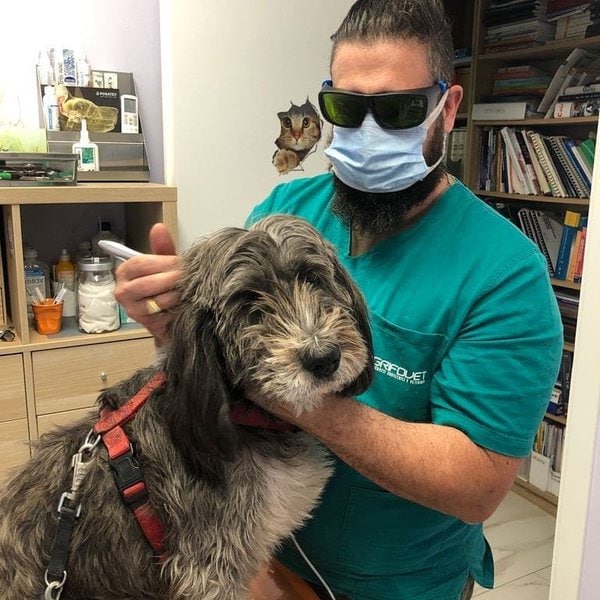 How To Clean A Dog's Ear Infection? Identifying Symptoms And Taking