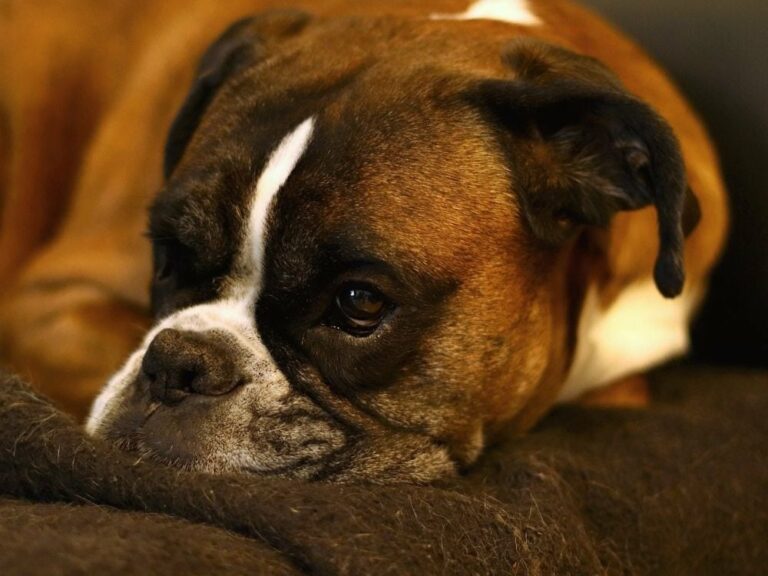 How Much Does A Boxer Cost (December 2022) The Goody Pet