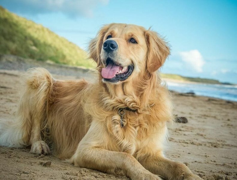 How Much Does It Cost To Have A Golden Retriever