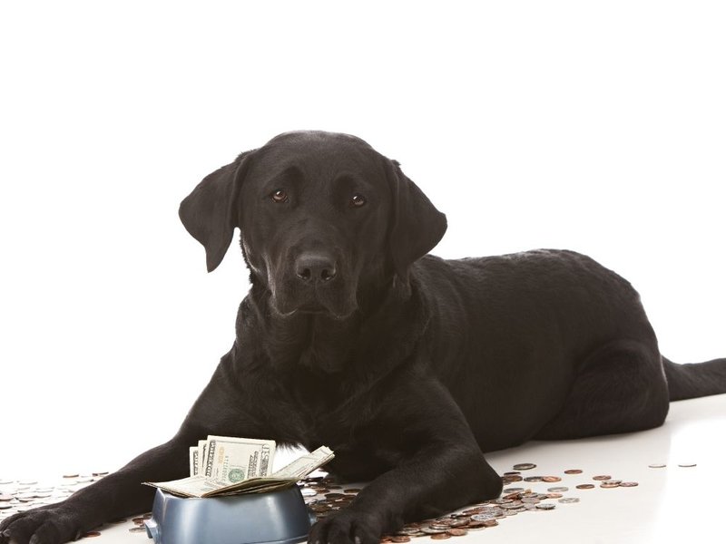 How Much Do Labrador Retrievers Cost (May 2022) The Goody Pet