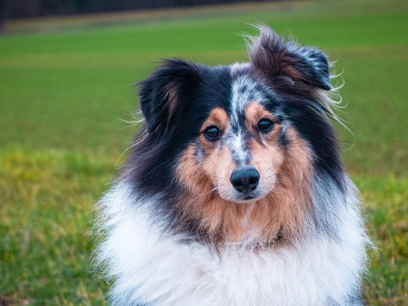 How Much Does A Sheltie Cost (August 2022) The Goody Pet