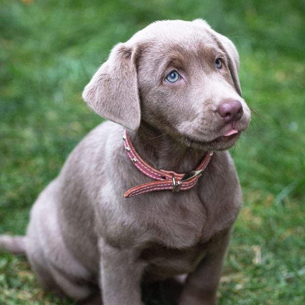 Silver Labrador Your Complete Breed Guide The Goody Pet