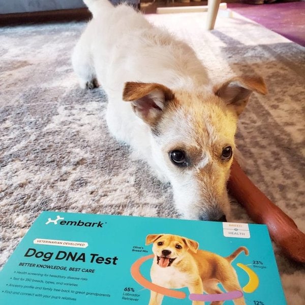 How Can I Identify A Mixed Breed Dog Accurately? The Goody Pet