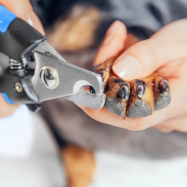 How Often To Trim Dog Nails? And The Importance Of Nail Trimming The