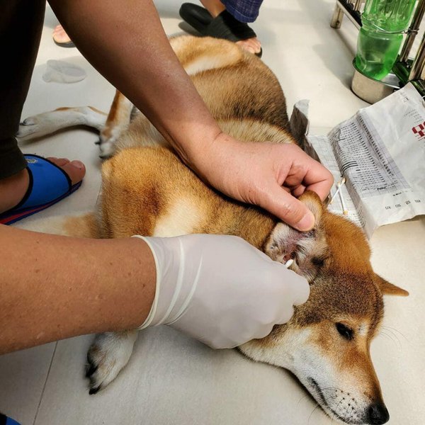 How To Clean A Dog's Ear Infection? Identifying Symptoms And Taking