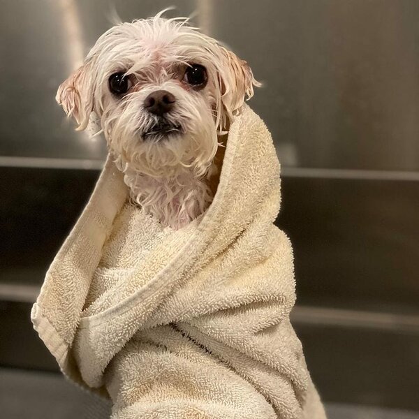 Malthese Dog Lifespan How Long Do They Live? The Goody Pet