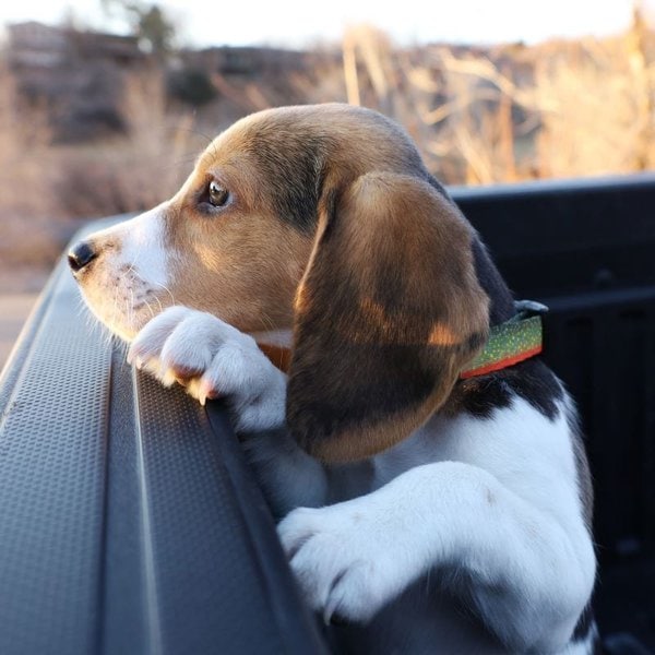 How Much Does A Beagle Cost (March 2023) The Goody Pet