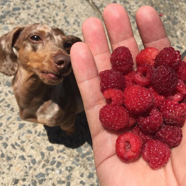 Can Dogs Eat Berries? Yes, But What Kinds? The Goody Pet