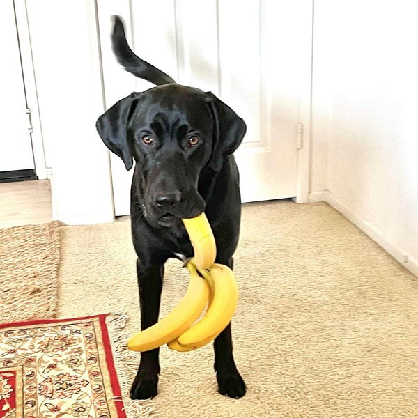 Labrador Pointer Mix Your Complete Breed Guide The Goody Pet