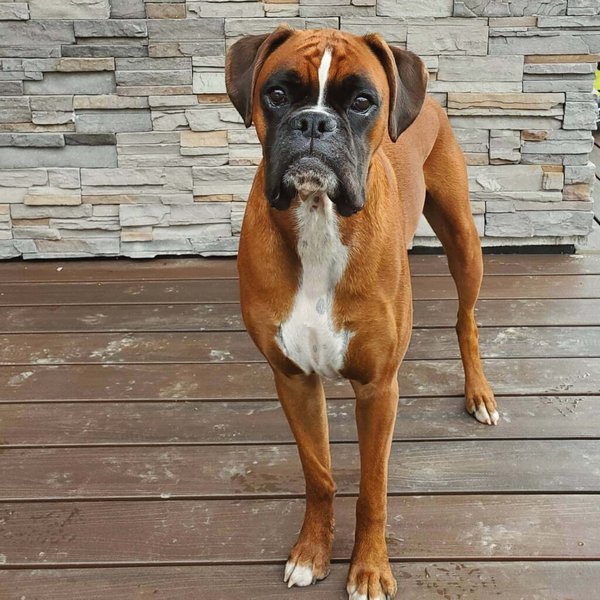 Are Boxers Good Hunting Dogs