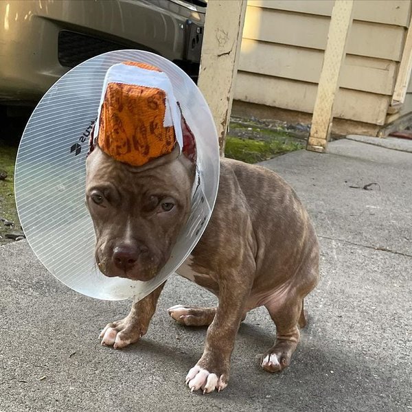 Why Do People Clip Dogs' Ears? Understanding The Truth Behind Ear