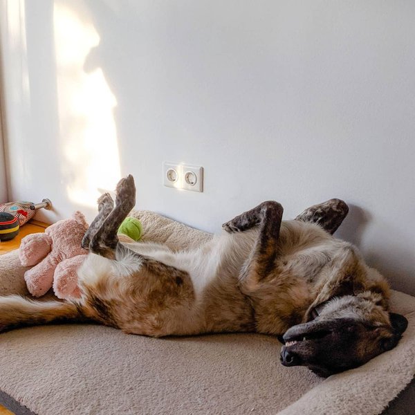 Why Do Dogs Twitch And Shake In Their Sleep? Here's What They Are