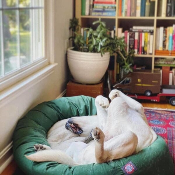 Why Do Dogs Sleep On Their Backs? Here's Why They Love It The Goody Pet