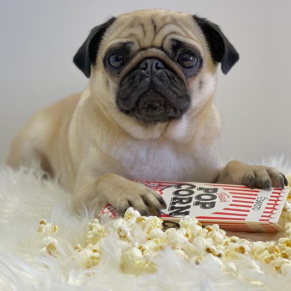 Can Dogs Eat Popcorn, Caramel Or Salted? Neither! The Goody Pet