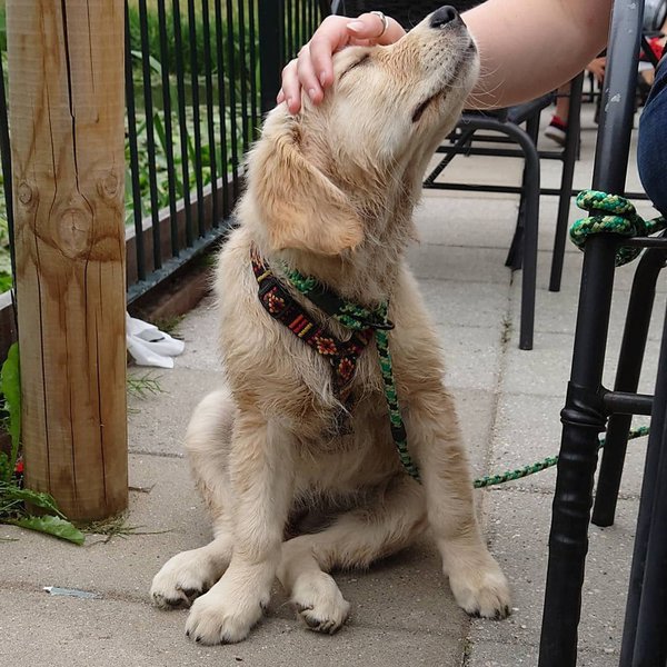 Why Do Dogs Like To Be Pet? How To Pet It Right? The Goody Pet