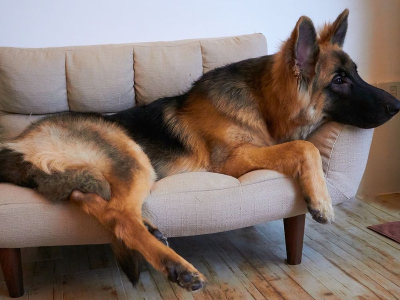 Are King Shepherds Recognized By Akc