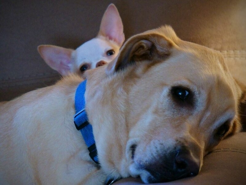 Labrador Chihuahua Mix Your Complete Breed Guide The Goody Pet