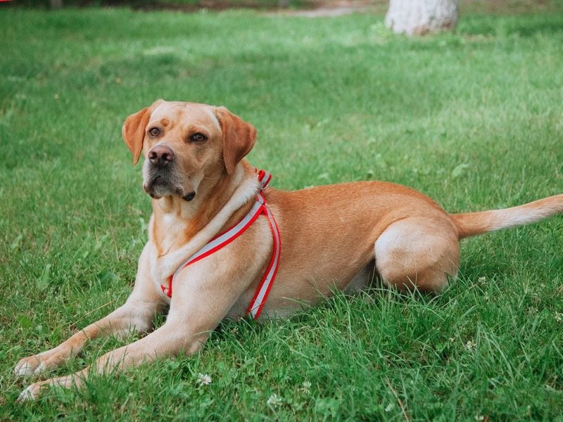 Labrador Pointer Mix Your Complete Breed Guide The Goody Pet