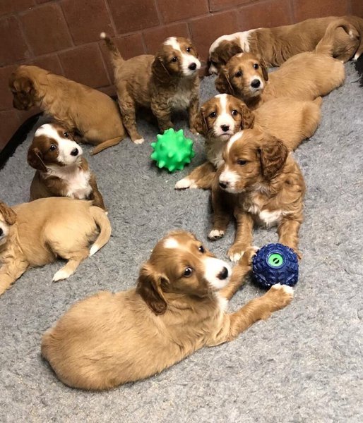 11 Easy Ways To Get Free Puppies, RANKED! The Goody Pet