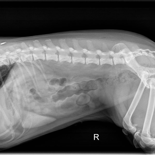 How Much Does Dog XRay Cost? And Its Importance The Goody Pet