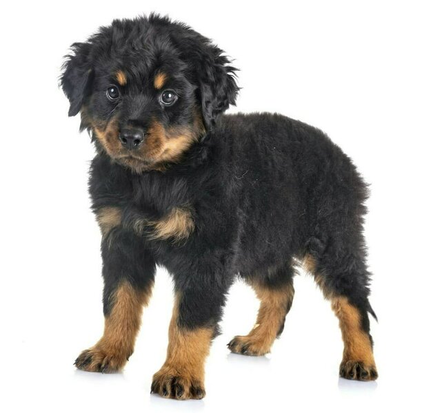 Long Haired Rottweiler Your Complete Breed Guide The Goody Pet