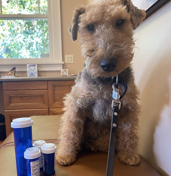 Are Dogs Allergic To Wheat Bread