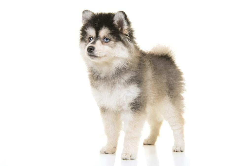 13 Mini Husky Mixes For Miniature Canine Lovers The Goody Pet