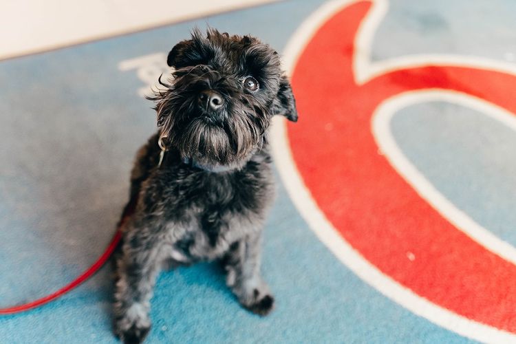 38 PAWSOME Dog Friendly Hotel Chains in USA [2023] The Goody Pet