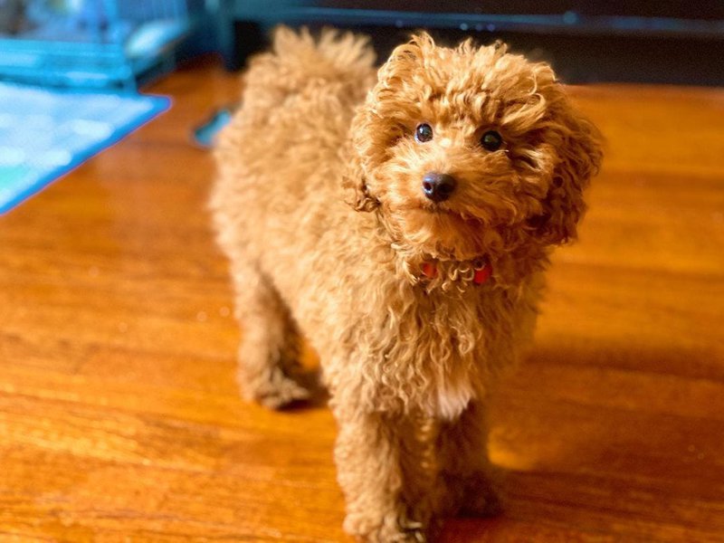 Miniature Poodle Your Complete Breed Guide The Goody Pet