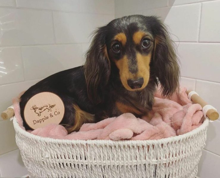 Do Dogs Throw Up When Pregnant? 12 Other Signs Of Pregnancy The Goody Pet