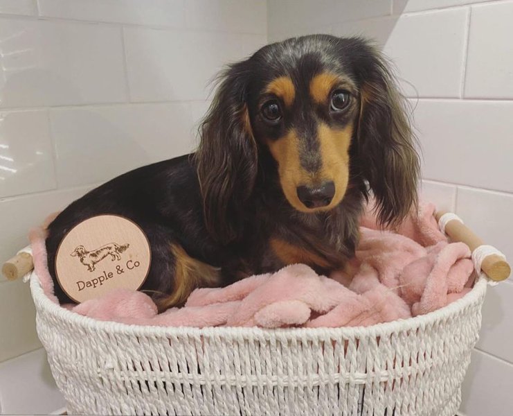 Do Dogs Throw Up When Pregnant? 12 Other Signs Of Pregnancy The Goody Pet