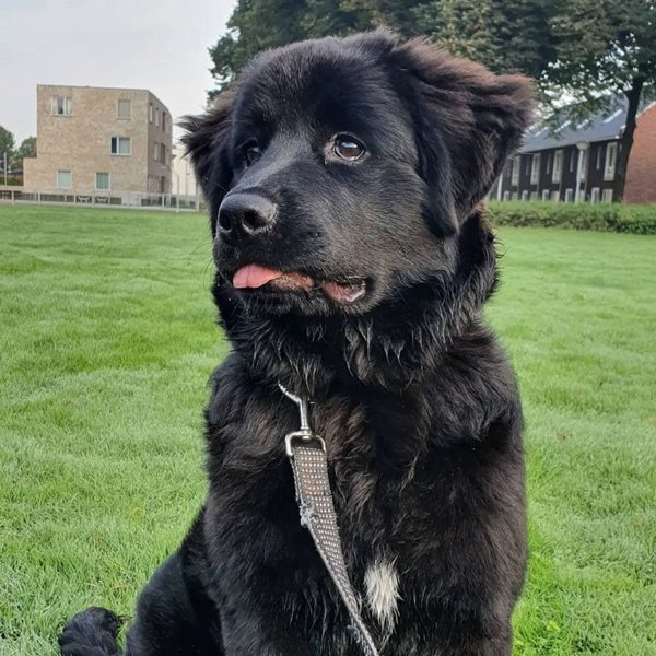 16 Newfoundland Mixes That You Never Know Existed The Goody Pet