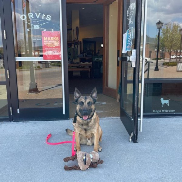 38 Most DogFriendly Stores In USA That You Can Happily Shop With Your