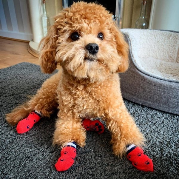 Sore Dog Paws Possible Causes And Treatments The Goody Pet