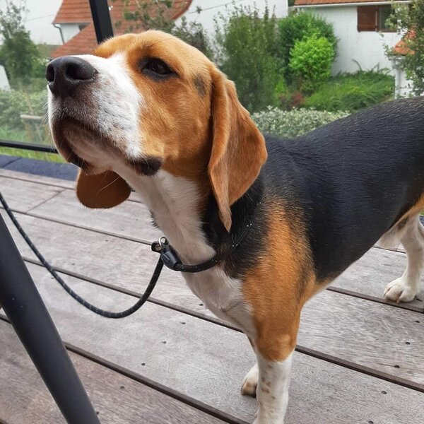 Is Peppermint Oil Safe For Dogs? Is It OK To Diffuse Peppermint Oil Around Dogs? The Goody Pet