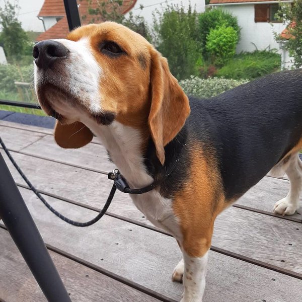 Is Peppermint Oil Safe For Dogs? Is It OK To Diffuse Peppermint Oil