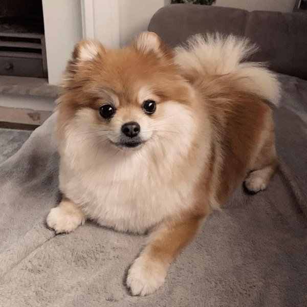Shih Tzu Husky Mix Your Complete Breed Guide The Goody Pet