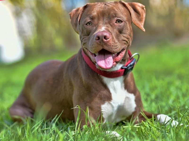 Are Pitbull Terrier Mix Dangerous